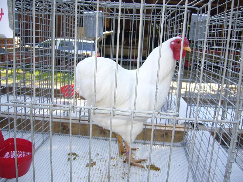 Haehnewettkraehen der Kreisjugend des Kreisverbandes Guetersloh 013.jpg - Hähnewettkrähen des Kreisverbandes Gütersloh in Langenberg auf dem Hofe Großelohmann